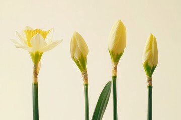 Time-lapse progression of daffodil bud from closed bulb to full bloom, minimalist design, high detail, professional lighting, soft shadows, clean composition, white background.