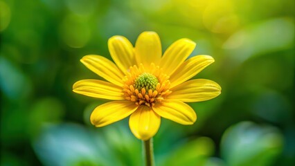 Obraz premium Close-up of yellow flower with five petals and yellow center in full bloom on a green stem, yellow, nature, yellow
