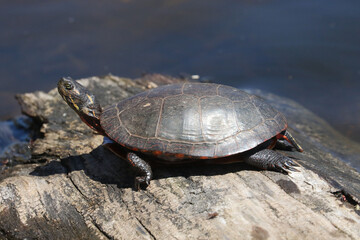 Turtles on shoreline on artifical turtle reef called Turtle Island and Turlte Beach made by creative people
