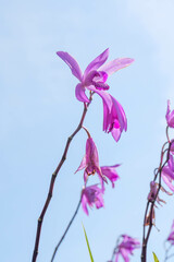 公園で初夏の日差しに輝きそよ風に揺れる紫蘭の花	
