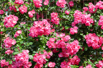 初夏の神戸岡本の本山街園のばら