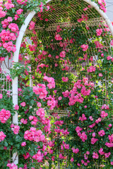 初夏の神戸岡本の本山街園のばら