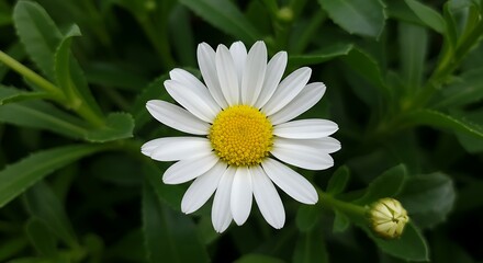 Fototapeta premium Summer's First Bloom