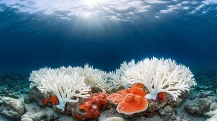 Underwater Coral Reef with White Coral and Colorful Marine Life