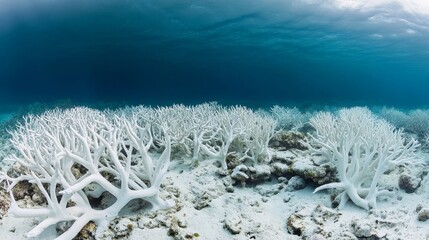 Expansive View of Bleached Coral Reefs Under Clear Ocean Water