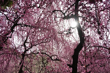 太陽としだれ梅の彩り