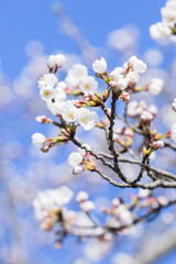 咲き始めの桜の花 ソメイヨシノ