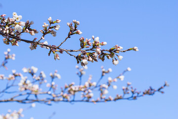 咲き始めの桜の花 ソメイヨシノ