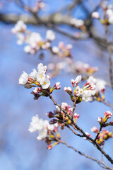 咲き始めの桜の花 ソメイヨシノ