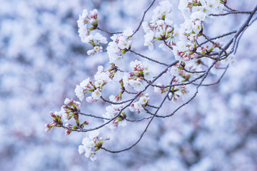 咲き始めの桜の花 ソメイヨシノ