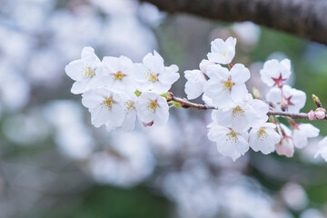 咲き始めの桜の花 ソメイヨシノ