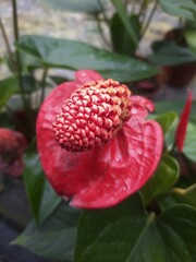 red and yellow flower