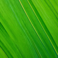 bright green banana leaf texture with parallel veins, natural macro background