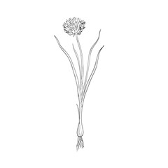Drawing sketch style illustration of a Chives or Allium schoenoprasum, a species of flowering perennial plant in the family Amaryllidaceae used as spice or herb done in black and white line art. 
