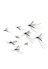 A swarm of mosquitos in flight
