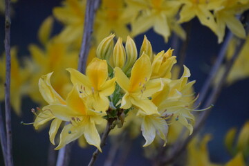 yellow flowers in the garden