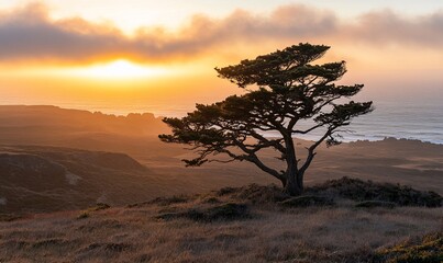 Obraz premium Solitary pine tree at sunset over a coastal landscape