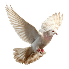 Fototapeta premium Beautiful pale beige dove in flight wings spread wide isolated on perfect for peace symbolism and spiritual designs high on transparent background