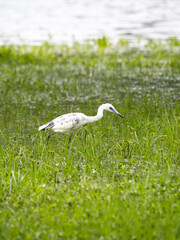 Juvenile Little Blue Heron Wading in Wetlands and Foraging for Food