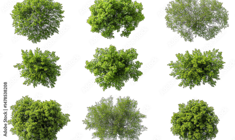 Poster nine different types of green trees seen from a bird's eye view on a transparent background