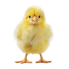 Adorable fluffy yellow baby chick portrait against studio shot cute small farm animal bird tiny downy sweet fauna avian on transparent background