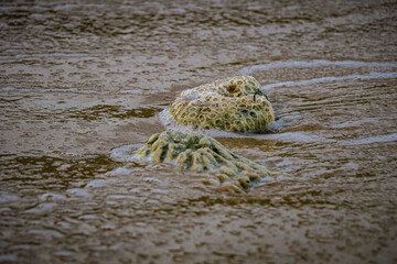 From the Reef to the Sand: A Coral Fragment in the Surf.