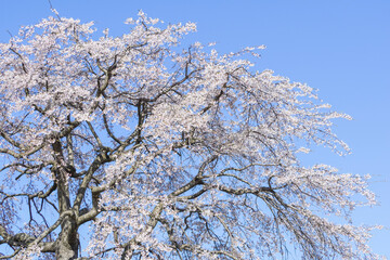 綺麗に咲いた江戸彼岸桜の花 エドヒガンザクラ