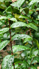 The background of wet leaves exposed to raindrops looks fresh and beautiful green. Fresh wet leaves.