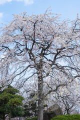 綺麗に咲いた江戸彼岸桜の花 エドヒガンザクラ