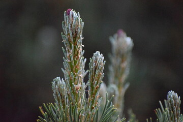 close up of a pine tree