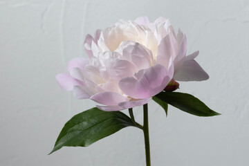 シャクヤク　芍薬　花　スタジオ　グレー