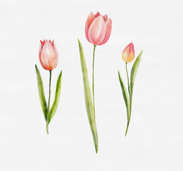 Watercolor tulips set with green stems on white background