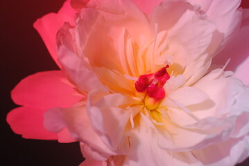 シャクヤク　芍薬　花　スタジオ　グレー　ライティング　ライト