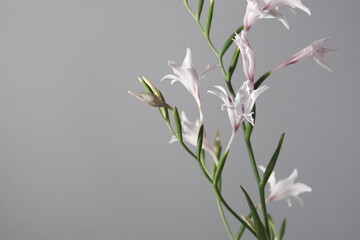 グラジオラス　トウショウブ　花　スタジオ　グレー