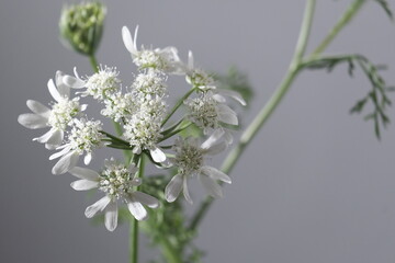 ノラニンジン　花　スタジオ　グレー