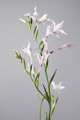 グラジオラス　トウショウブ　花　スタジオ　グレー