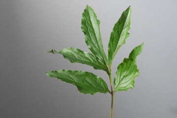 シャクヤク　芍薬　葉　スタジオ　グレー