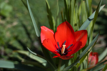 Bright red tulip flower blooming against green leaves and foliage in a sunny spring, as a nature background
