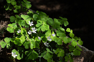 White flowers of woodland shamrock, oxalis, blooming in a sunbeam in a spring garden, as a nature background

