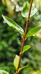 Flies with red eyes and thin wings perched on the stems of fresh green leaves after the rain, with a natural blurred background. This type is often seen flying in kitchens, cages, trash cans, etc.