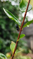 Flies with red eyes and thin wings perched on the stems of fresh green leaves after the rain, with a natural blurred background. This type is often seen flying in kitchens, cages, trash cans, etc.