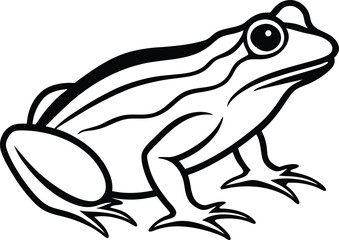 frog on a white background