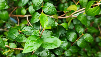 The background of wet leaves exposed to raindrops looks fresh and beautiful green. Fresh wet leaves.