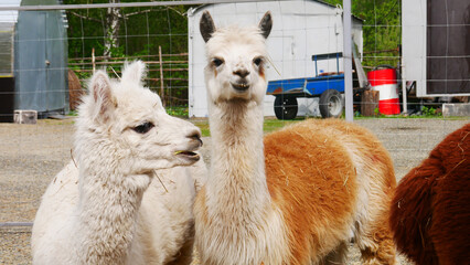 Two funny alpacas on the farm