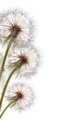 Obraz premium Dandelion Seed Heads Against White Background Close Up Vertical Composition Nature Spring Summer Beauty