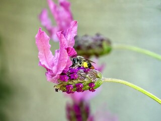 A bee alights on the side of a vibrant lavender blossom.