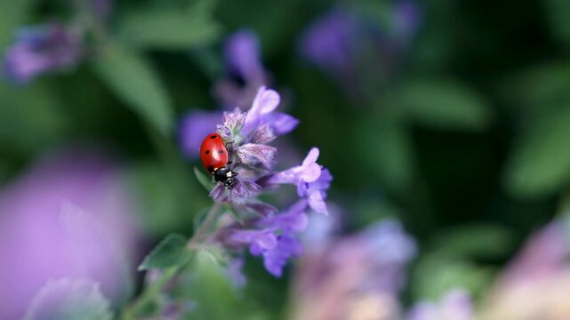ladybug beetle climbs and eats on purple flowering plant