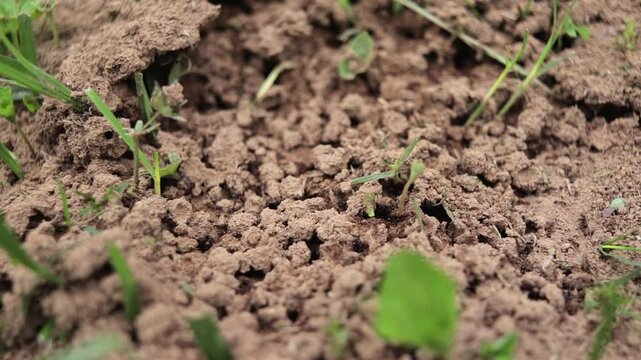 Close-up of Fire Ant Colony Building an Ant Bed