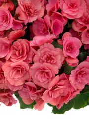 鉢植えのベゴニア