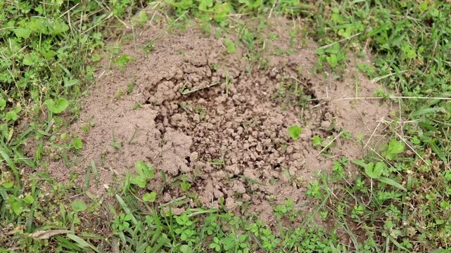 Timelapse of Fire Ants Reconstructing an Ant Bed
